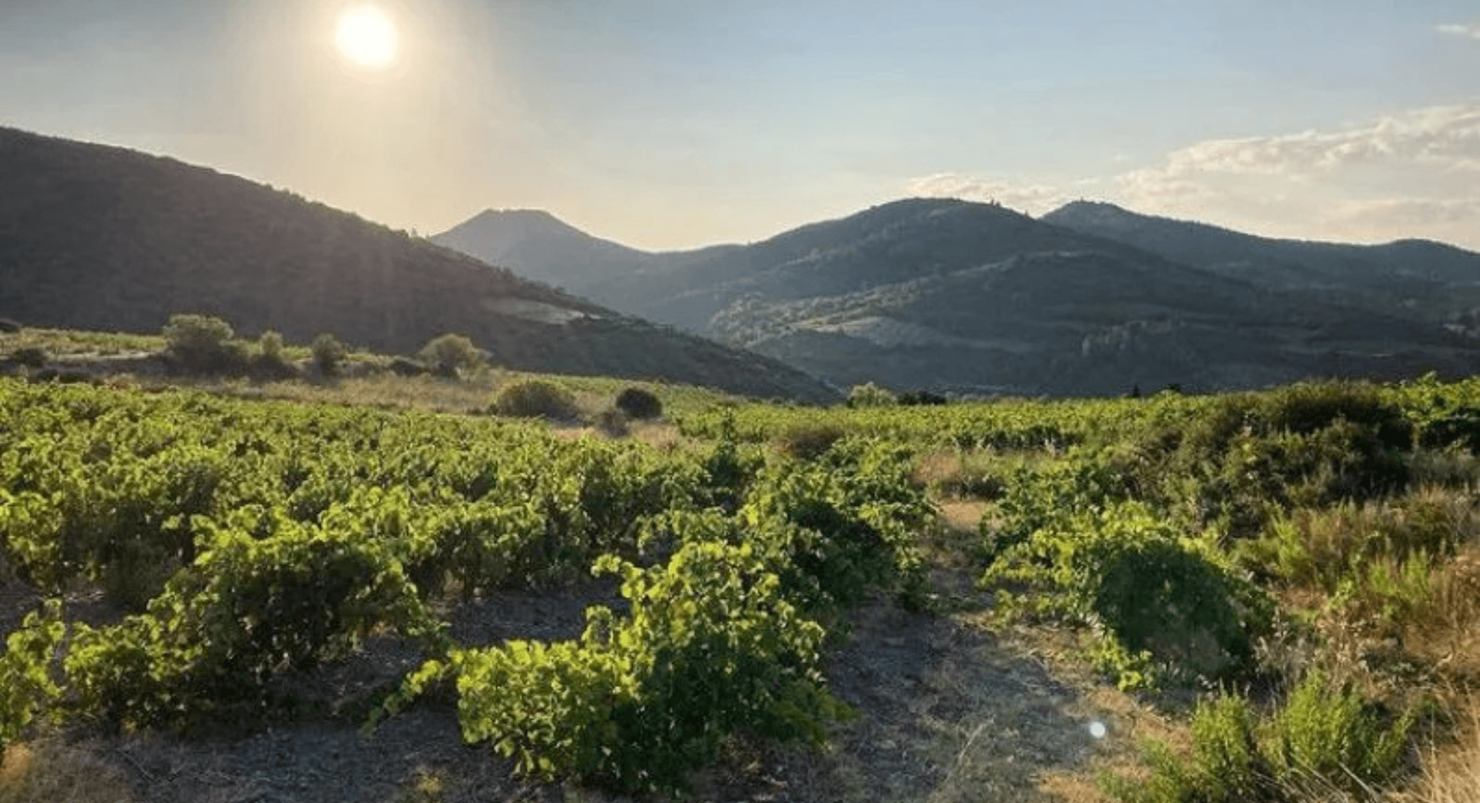 Domaine Maxime Magnon